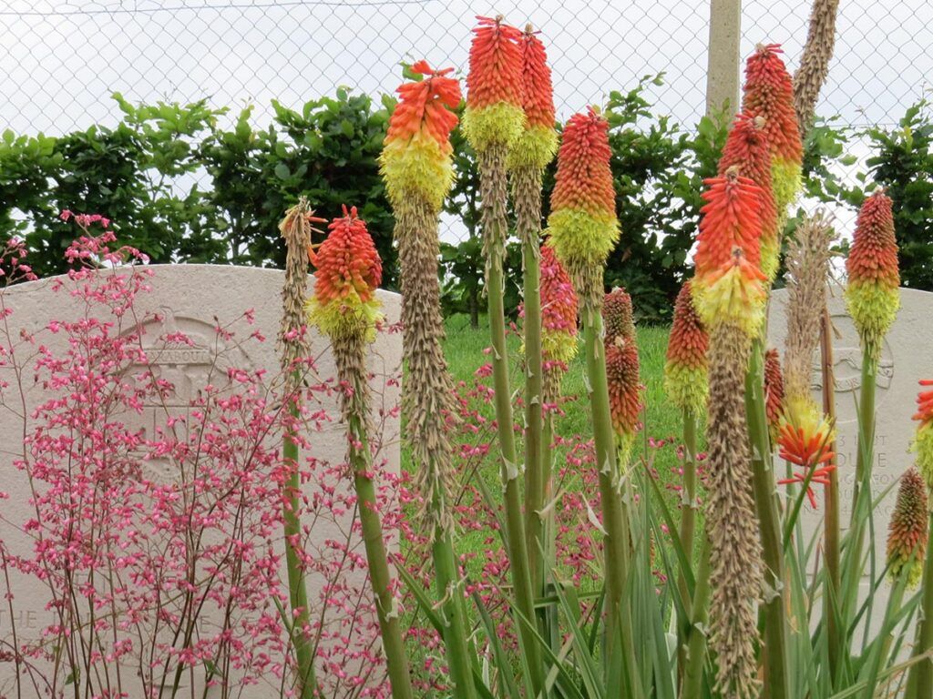 Flowers Growing Next To Headstones At Brouay War Cemetery