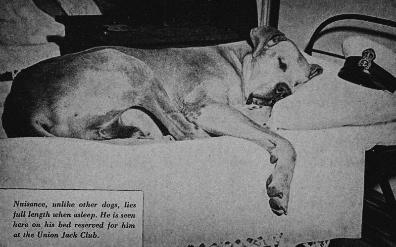Great Dane Nuisance Or Able Seaman Just Nuisance Was The Only Dog Ever To Be Officially Enlisted Into The Royal Navy