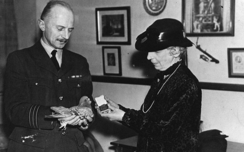 Maria Dickin Presenting A Medal To The Pigeon Winkle In 1943