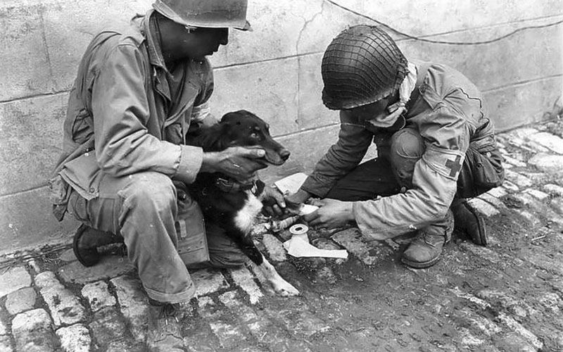 Two US Army Medics Give First Aid To An Injured French Dog In Carentan 1944