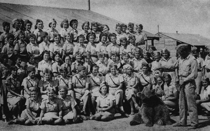 Wojtek Was A Syrian Brown Bear Cub Adopted By The Artillery Supply Command Of The Polish 2nd Corps